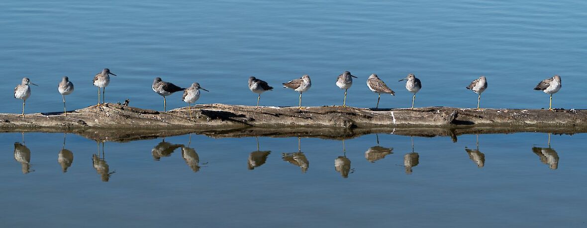 Shorebirds perched on a log reflecting in calm waters at Delta, BC